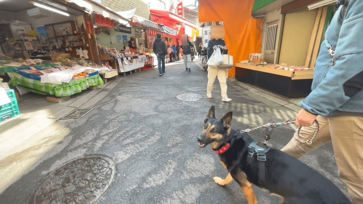 参道商店街で愛犬と一緒に食べ歩きの旅!【ジャーマンシェパード】 参道商店街で愛犬と一緒に食べ歩きの旅!【ジャーマンシェパード】