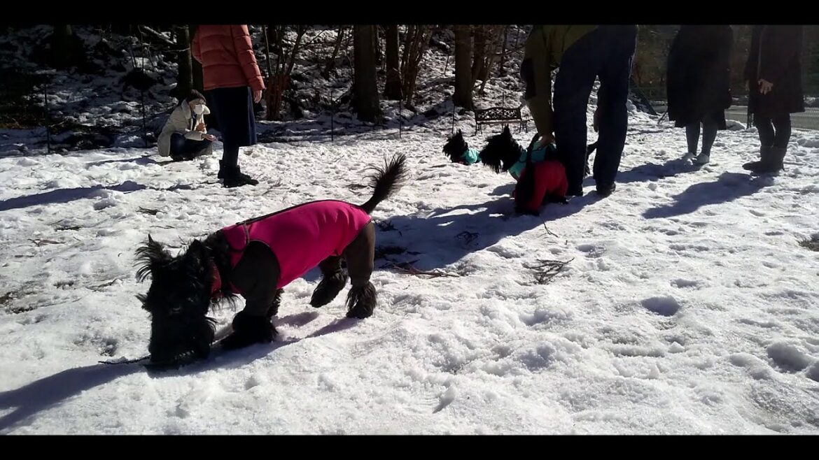 初雪遊び(スコティッシュテリア)first snow play