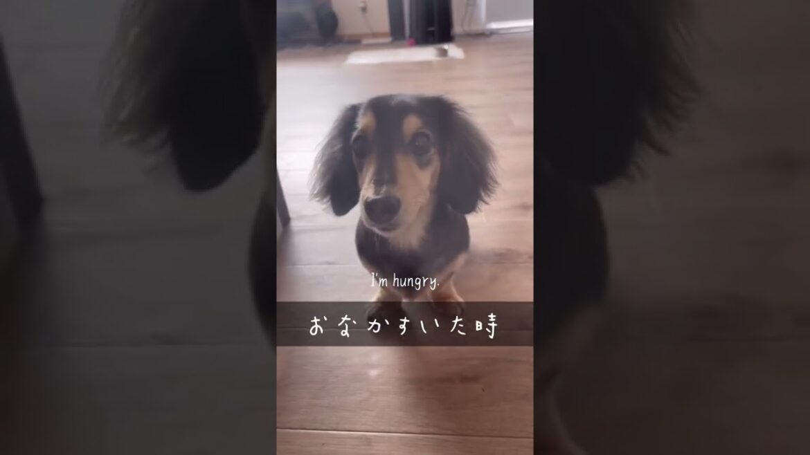 【犬の鳴き声】から【犬の気持ち】がわかる動画 #shorts ミニチュアダックスフンド