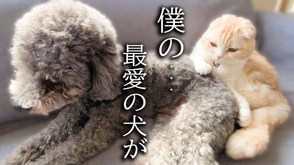 最愛の犬を預けたら寂しくニャーニャー泣いてこうなった子猫がこちら… 最愛の犬を預けたら寂しくニャーニャー泣いてこうなった子猫がこちら...