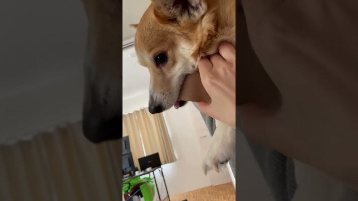 お姉さんのガムテープを借りて返さない犬