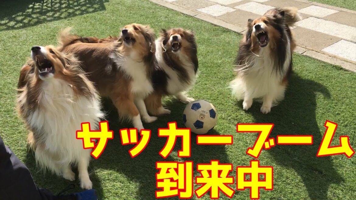 【シェルティ】サッカーブーム到来⚽【瑞鶴翔鶴】