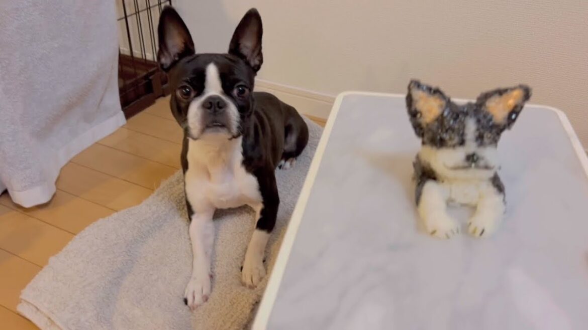 愛犬のおにぎり作ってみた