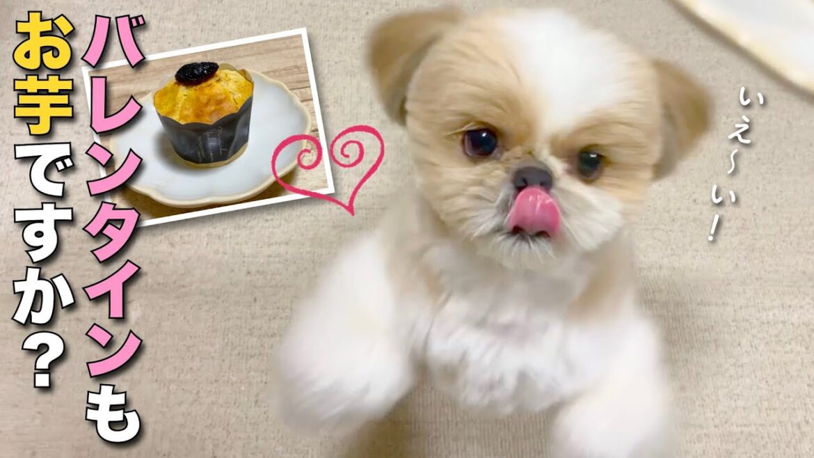 【シーズー】バレンタインもお芋ですか？大喜びのイモ好きの愛犬、飼い主の指まで食べちゃいそう www【232】