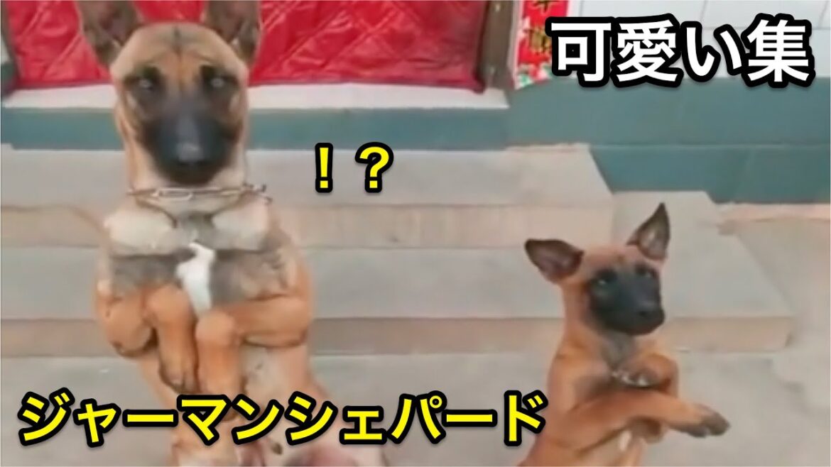 【ジャーマンシェパード】知的・忠犬代表格！！可愛いシーン集！【かわいい】