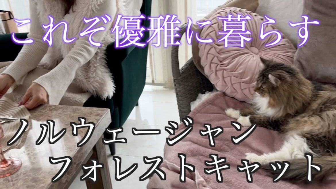 イメージにぴったりな優雅な暮らし。ノルウェージャンフォレストキャット