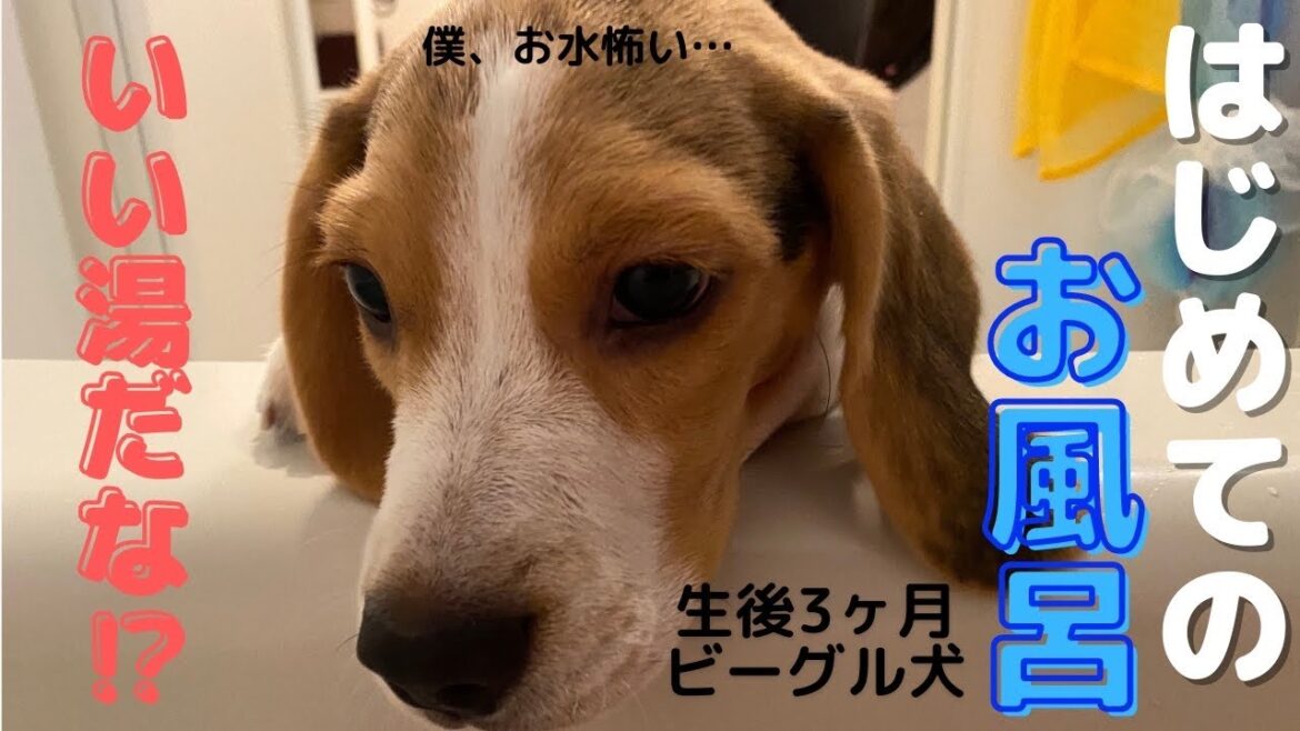 【はじめてのお風呂】生後3ヶ月ビーグル犬の初お風呂の反応は！？| beagle's first bath