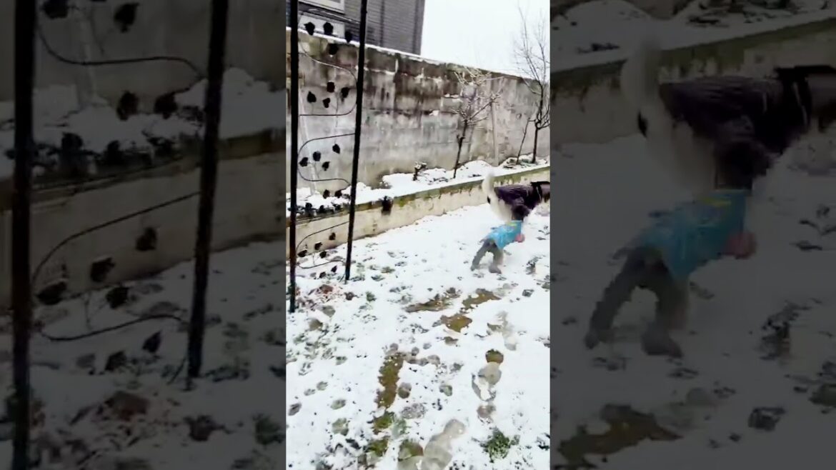 キメ顔はプロっぽいハスキー犬 トイプードルと雪中サッカー#sorts