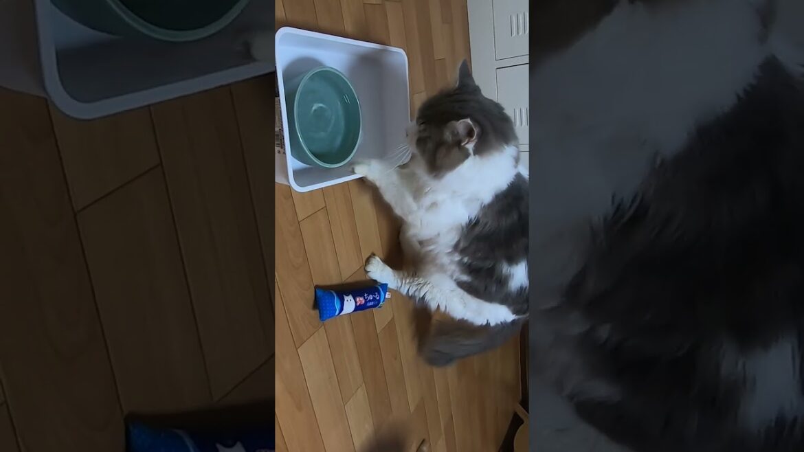 メインクーンの癖が強い水飲み＆膝乗りの癒し（保護猫カフェキャットスペース）中崎町