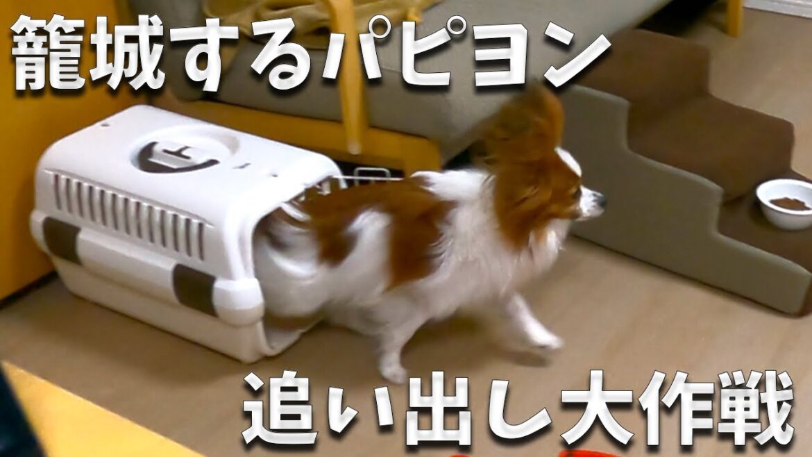 クレートに籠城するパピヨンvs散歩に連れて行きたい飼い主Aの戦い　新しい作戦を試してみました。　#papillon #パピヨン