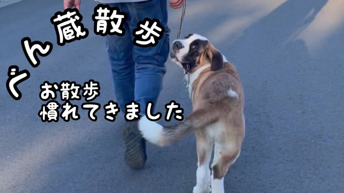 セントバーナードのべん蔵、お散歩の様子です。