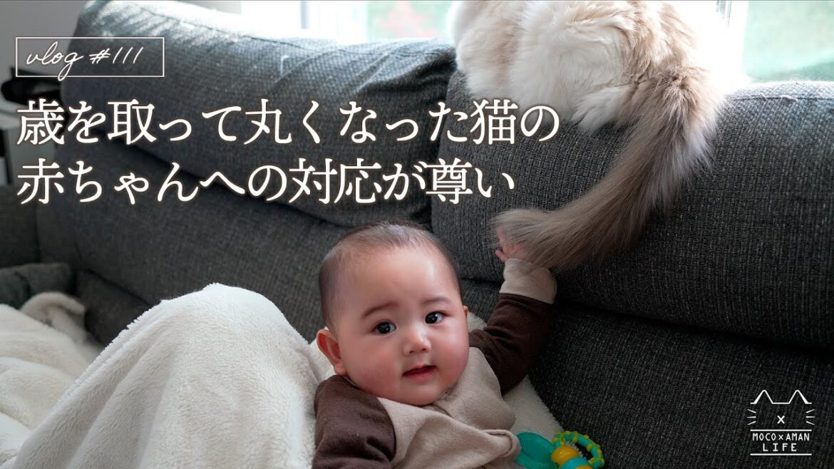 【日常】6ヵ月の赤ちゃんとシニア猫の記念日の1日|ラグドール猫 #111 【日常】6ヵ月の赤ちゃんとシニア猫の記念日の1日|ラグドール猫 #111