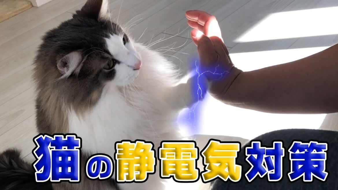 【ノルウェージャンフォレストキャット】猫の静電気対策。スキンケアミストで保湿。