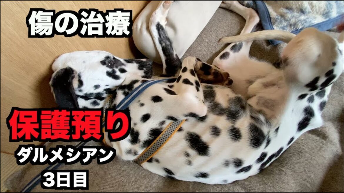 保護犬ダルメシアンまず体の治療から【３日目】