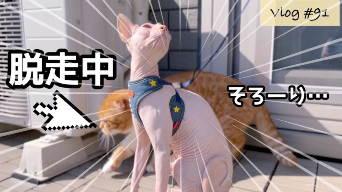毛のないスフィンクス子猫たちの避難訓練!?…後ろでまさかの脱走劇 毛のないスフィンクス子猫たちの避難訓練!?…後ろでまさかの脱走劇