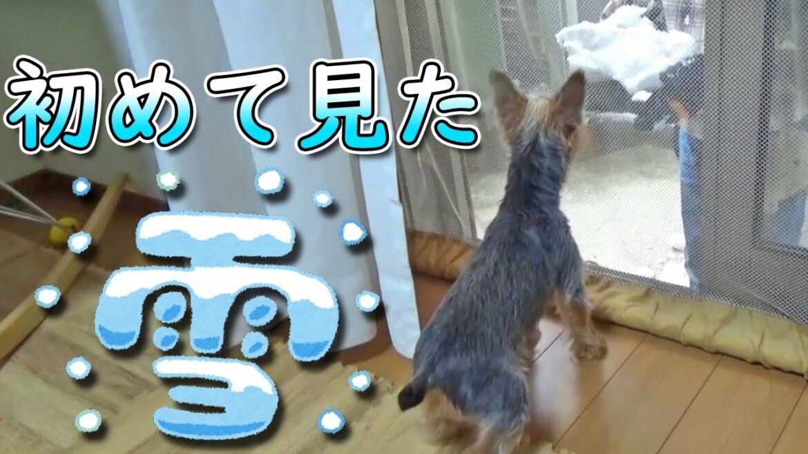 【ヨークシャテリア】初めて雪を見たヨークシャテリア【Yorkshire Terrier】