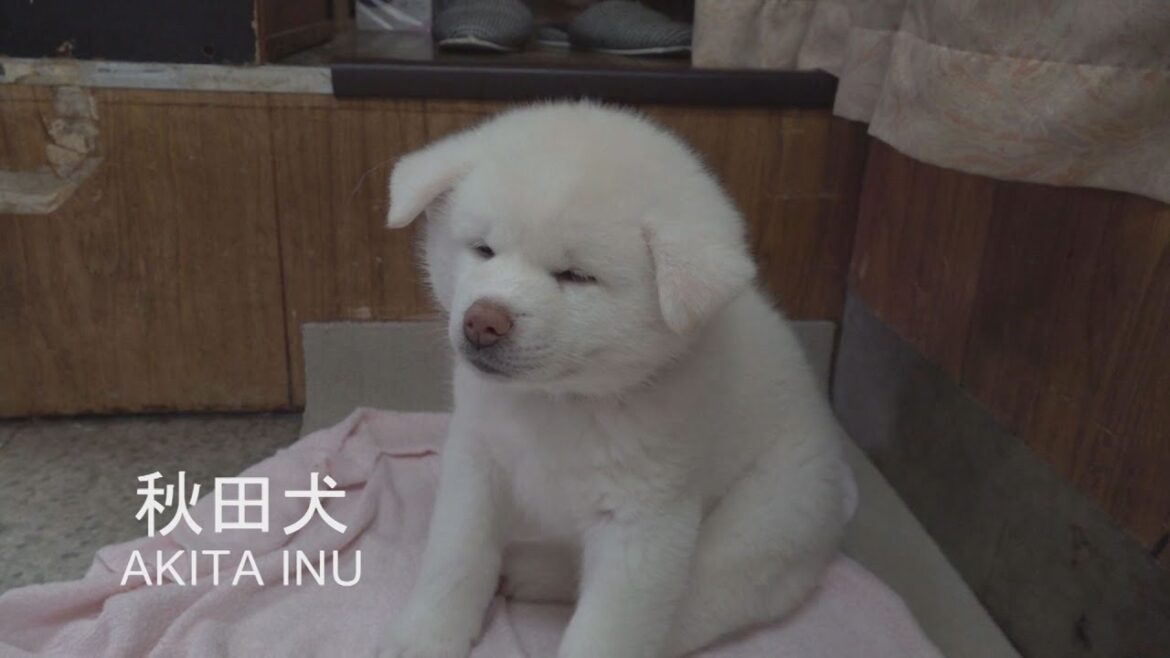 梅子、ママになる。　秋田犬梅子の癒しの日常　春眠暁を覚えずの巻