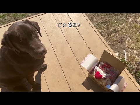 ドギーボックス2月号が届きました♪【ラブラドールレトリバー】 ドギーボックス2月号が届きました♪【ラブラドールレトリバー】