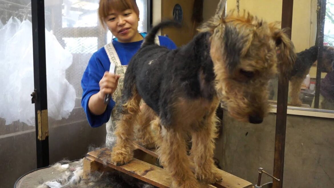 2013.10.29　林　塁（ルイ）君のトリミング