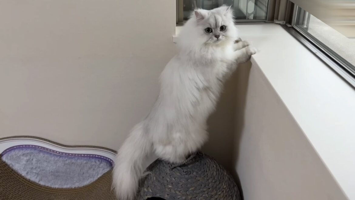 飼い主を見守りニャルソックする猫がかわいい! 飼い主を見守りニャルソックする猫がかわいい!