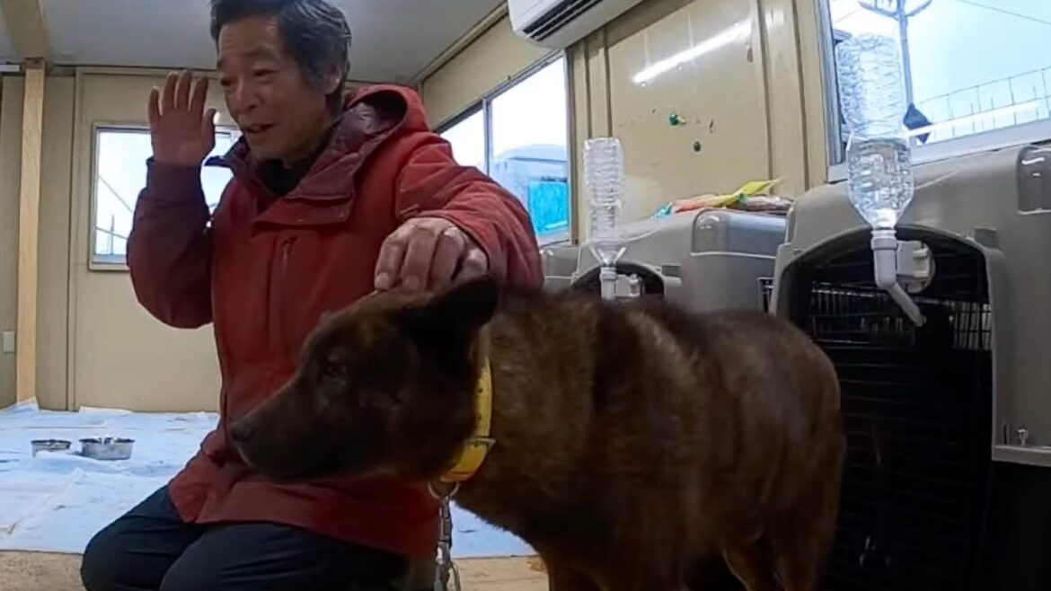 甲斐犬レスキューゲリラライブ