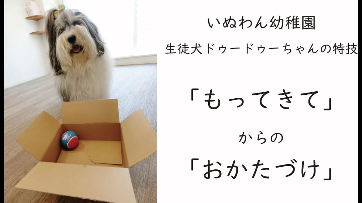 【犬の幼稚園】片づけ上手なドゥードゥーちゃん【生徒犬動画】