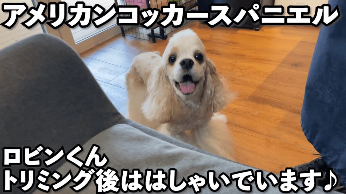 アメリカンコッカースパニエルのロビンくんはトリミング後はハイテンションに♪