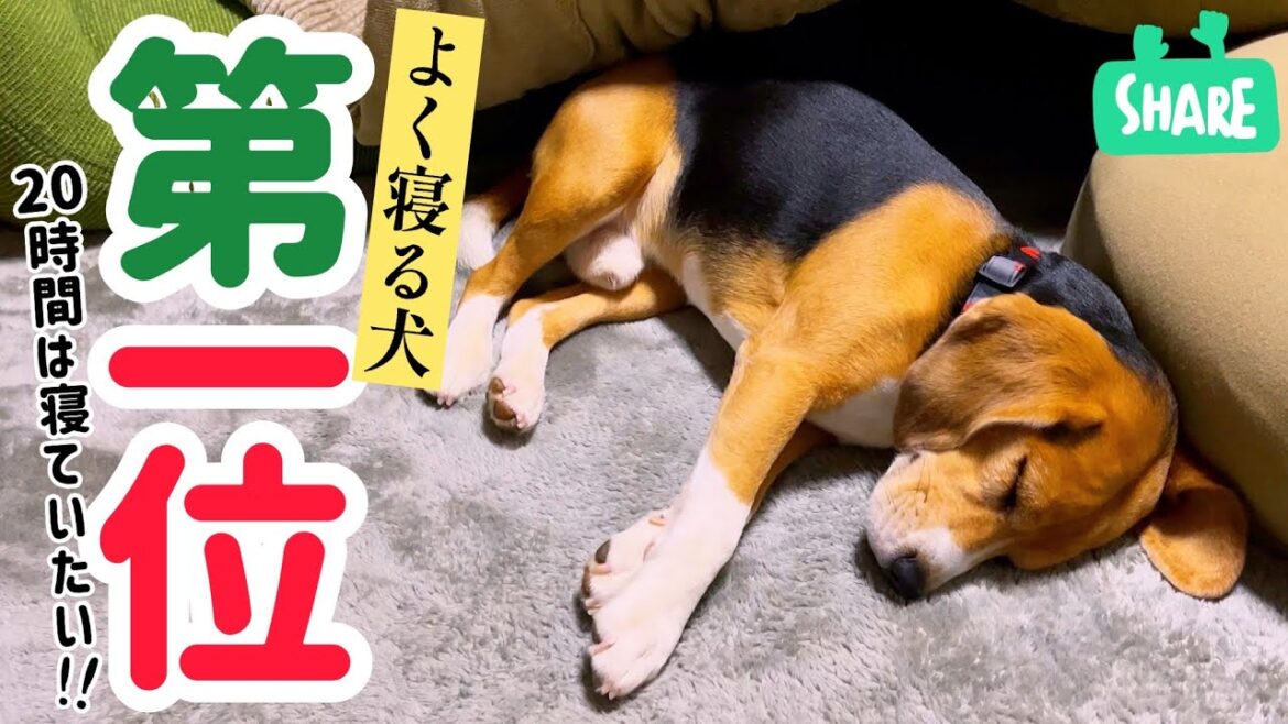 そのビーグル犬　寝すぎです！