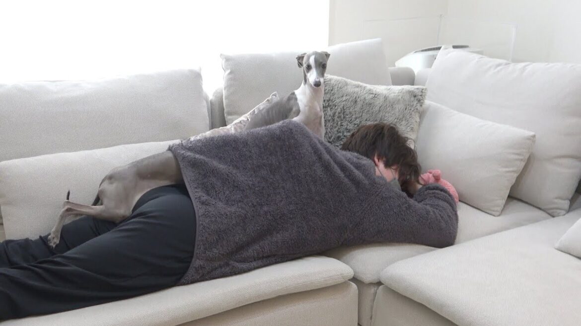 偏頭痛で寝込む飼い主を心配してくれる愛犬達が可愛すぎる【イタグレ】 偏頭痛で寝込む飼い主を心配してくれる愛犬達が可愛すぎる【イタグレ】