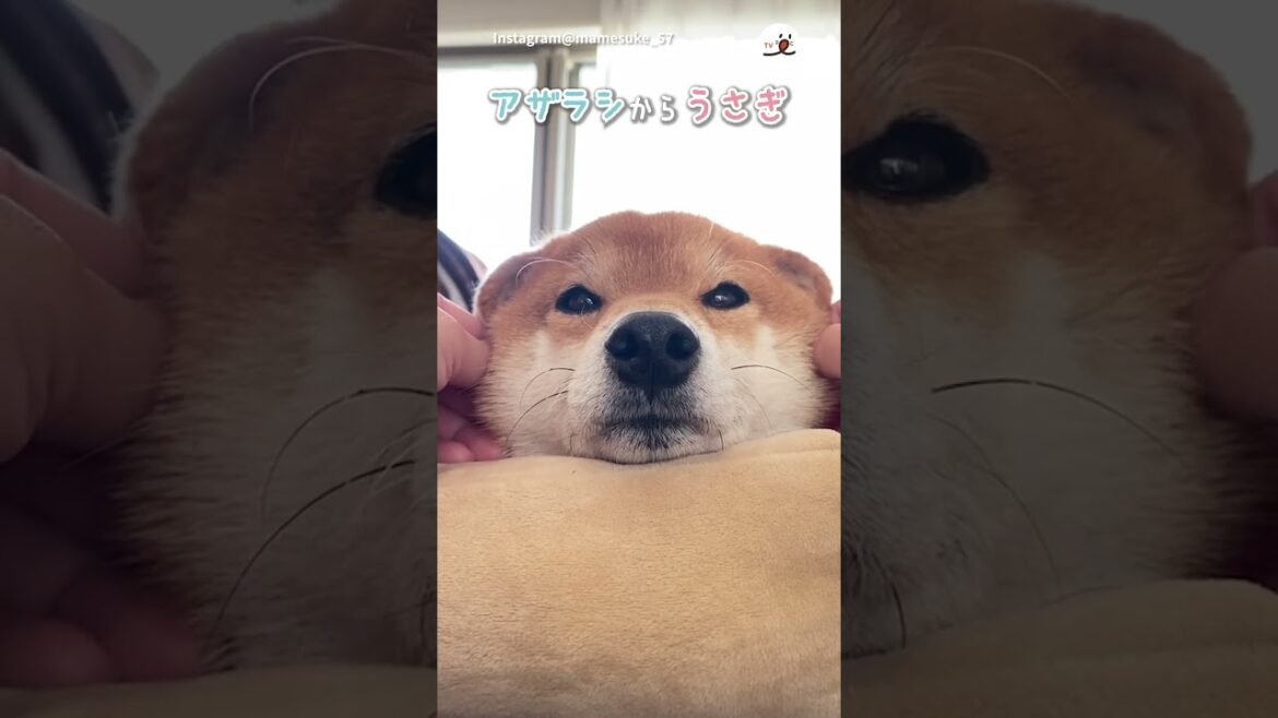 【変身】アザラシからうさぎになった柴犬さん｜PECO