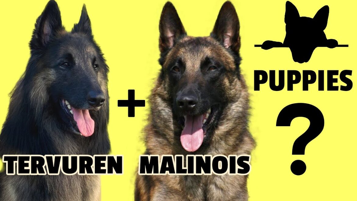 テルビュレンとマリノアの子犬？ベルギーの羊飼いの品種間繁殖