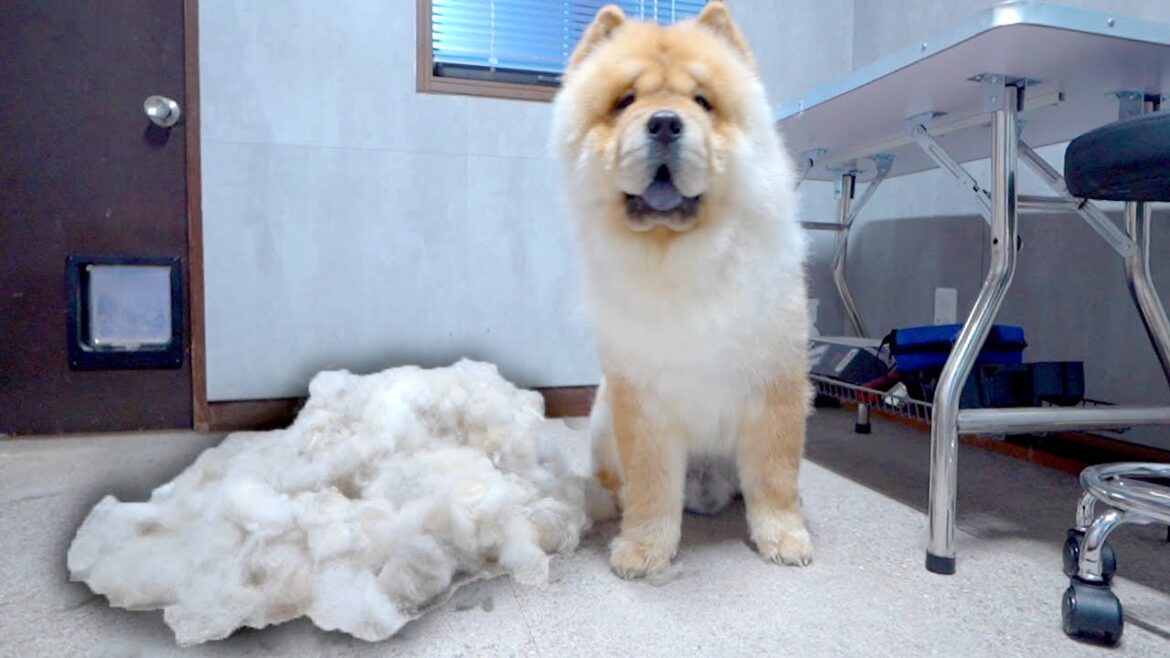 プロにブラッシングをしてもらったら衝撃的だったチャウチャウ犬