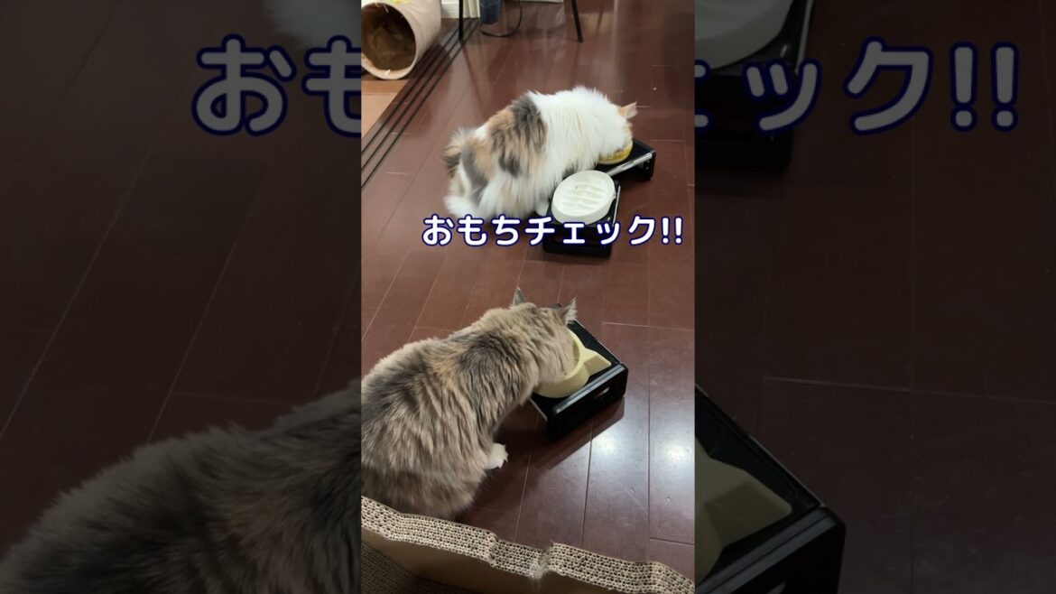 ノルウェージャンフォレストキャットの食べ残しチェック