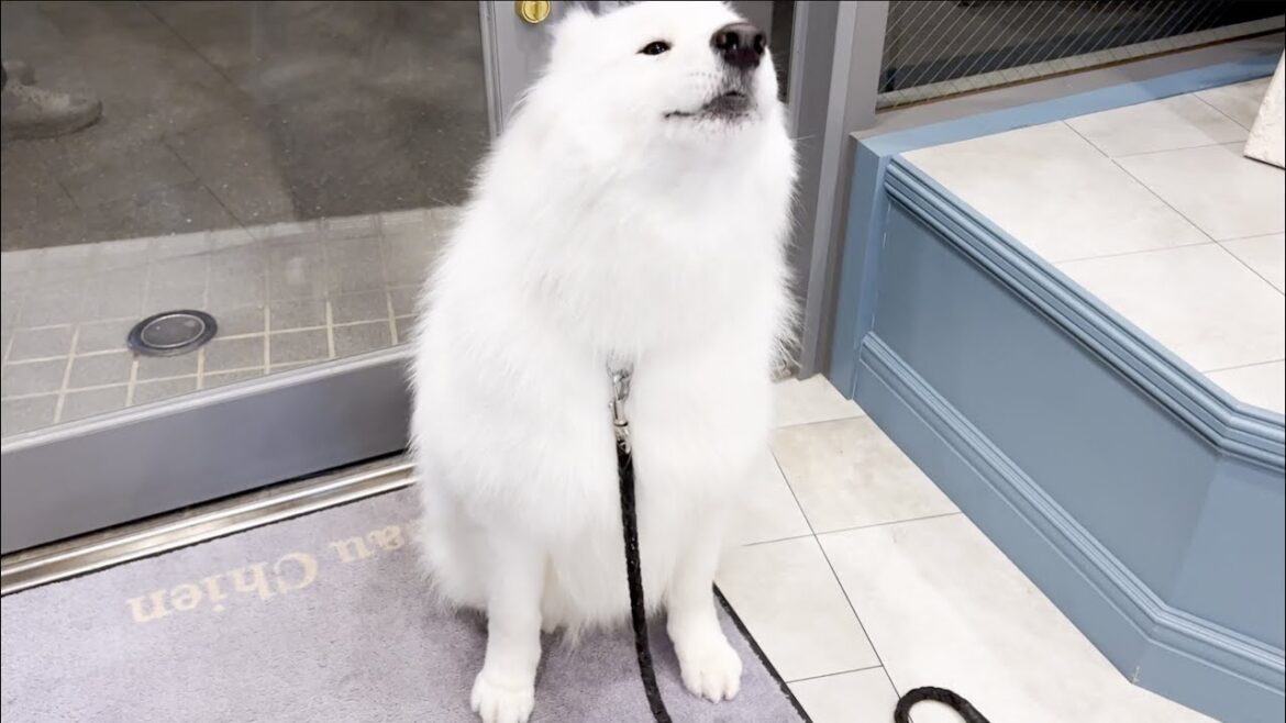 お迎えが遅かった飼い主へご不満遠吠えを連発する犬【サモエド】