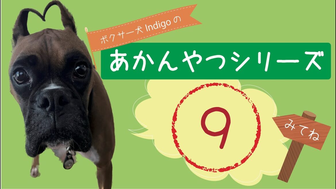 【ボクサー犬 Indigo】あかんやつシリーズ ⑨