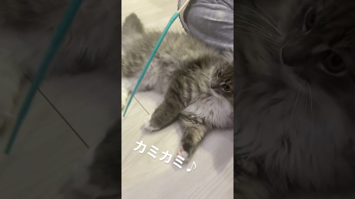 とにかくカミカミしたい！ #サイベリアン #ねこ