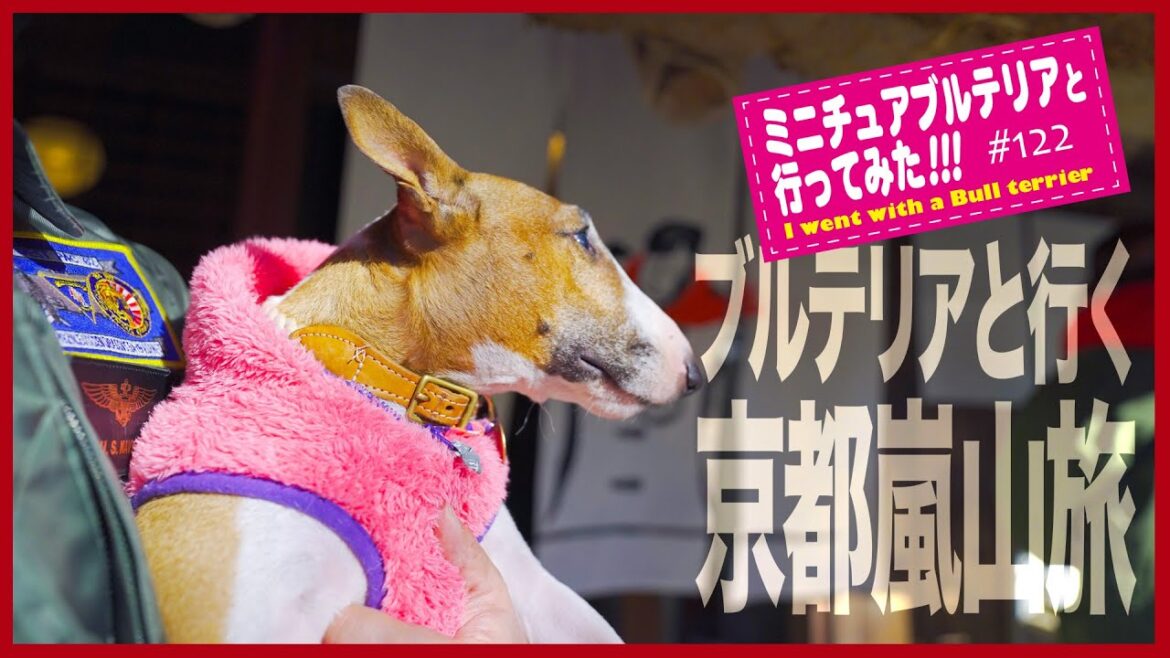 ［ブルテリア］Miniature Bull Terrier  ブルテリアと行く京都嵐山旅！Kyoto Arashiyama trip with bull terrier!