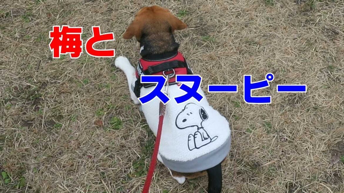 うめとスヌーピー 【おてんばビーグルふくちゃん】その225