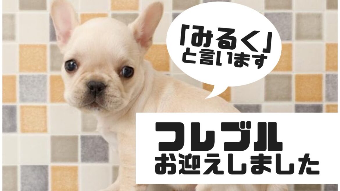 フレンチブルドッグのみるくをお迎えしました【Vlog】【フレンチブルドッグ】