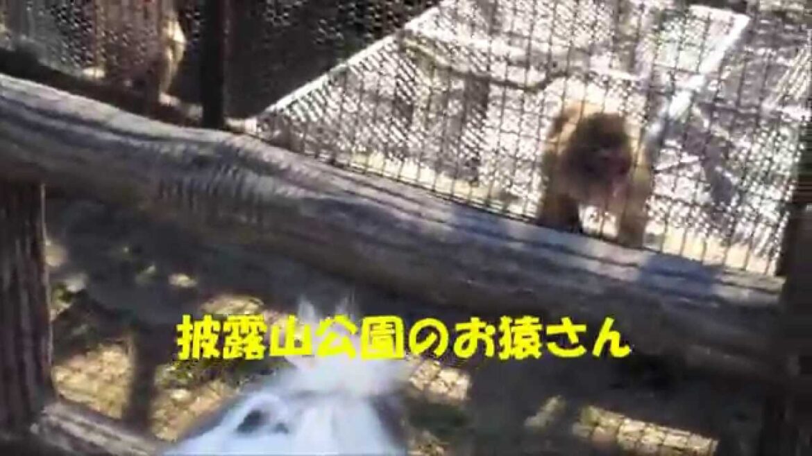 オールドイングリッシュシープドッグのクオン、お猿さんに大騒ぎ！