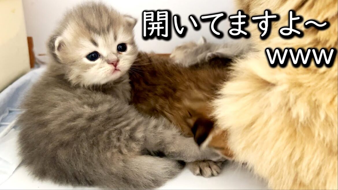 【ペルシャの子猫】ちょっと時間が空いたら目がパッチリ開いてた件 ∼猫のいる生活Vol.623∼ 出産動画 マンチカン短足・ミヌエット・ペルシャ猫専門ブリーダー『ペット蔵人』【子猫の成長記録】 【ペルシャの子猫】ちょっと時間が空いたら目がパッチリ開いてた件 ∼猫のいる生活Vol.623∼ 出産動画 マンチカン短足・ミヌエット・ペルシャ猫専門ブリーダー『ペット蔵人』【子猫の成長記録】