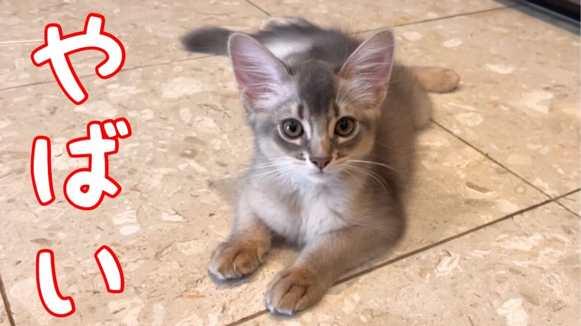 大好きお姉さんの寝相…やばいんだ❣️【ソマリ】 大好きお姉さんの寝相…やばいんだ❣️【ソマリ】