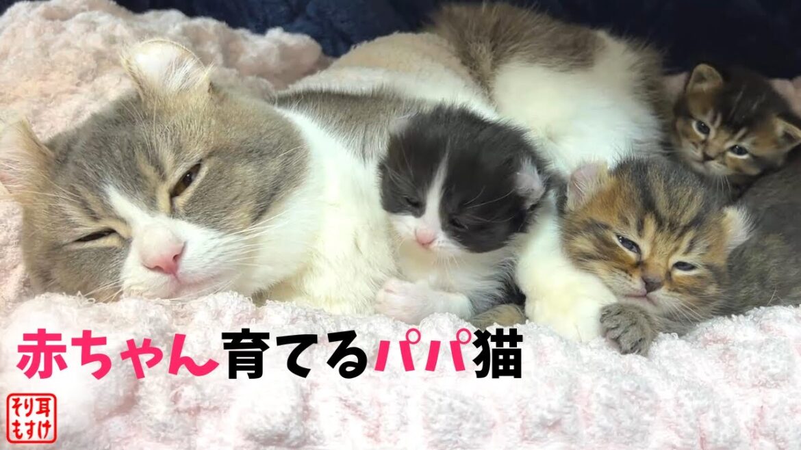 夫に育児をお願いしたら世界一幸せそうな感じになってた…【奇跡のイクメン猫】 夫に育児をお願いしたら世界一幸せそうな感じになってた…【奇跡のイクメン猫】