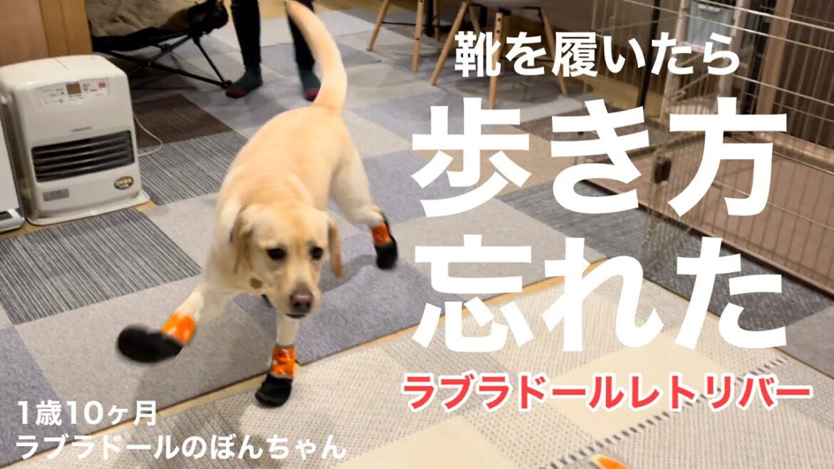 【ラブラドール#89】靴を履いたら歩き方がわからなくなったラブラドールレトリバー★おもしろ　labrador retriever 大型犬  ぼんちゃん　犬用シューズ