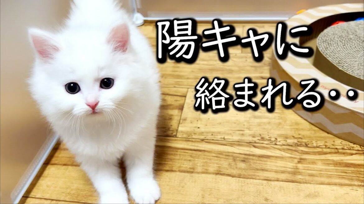 【マンチカンの子猫】陽キャに絡まれて逃げ惑う陰キャな件 ∼猫のいる生活Vol.619∼ 出産動画 マンチカン短足・ミヌエット・ペルシャ猫専門ブリーダー『ペット蔵人』【子猫の成長記録】