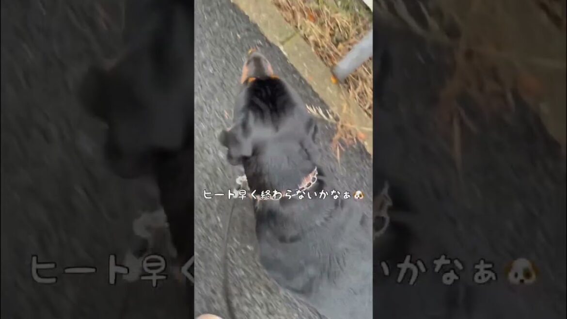【大型犬】アイコンタクトしながら秋散歩 #shorts #ロットワイラー