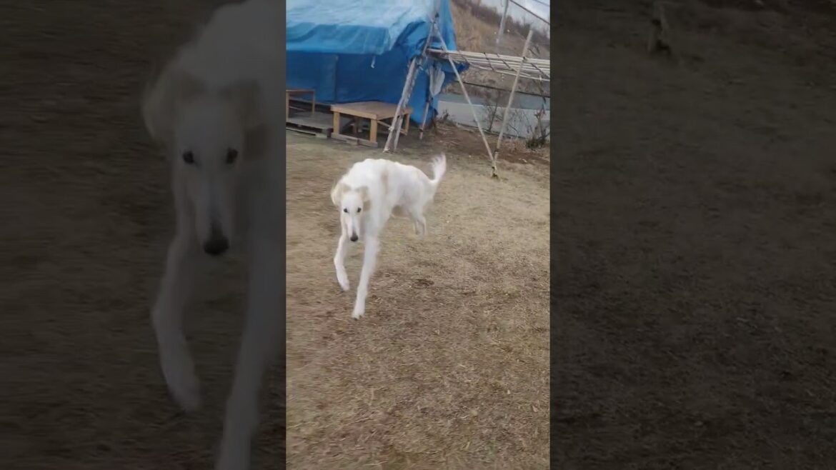 全力疾走 ボルゾイ🐕💨💨Full speed ahead Borzoi