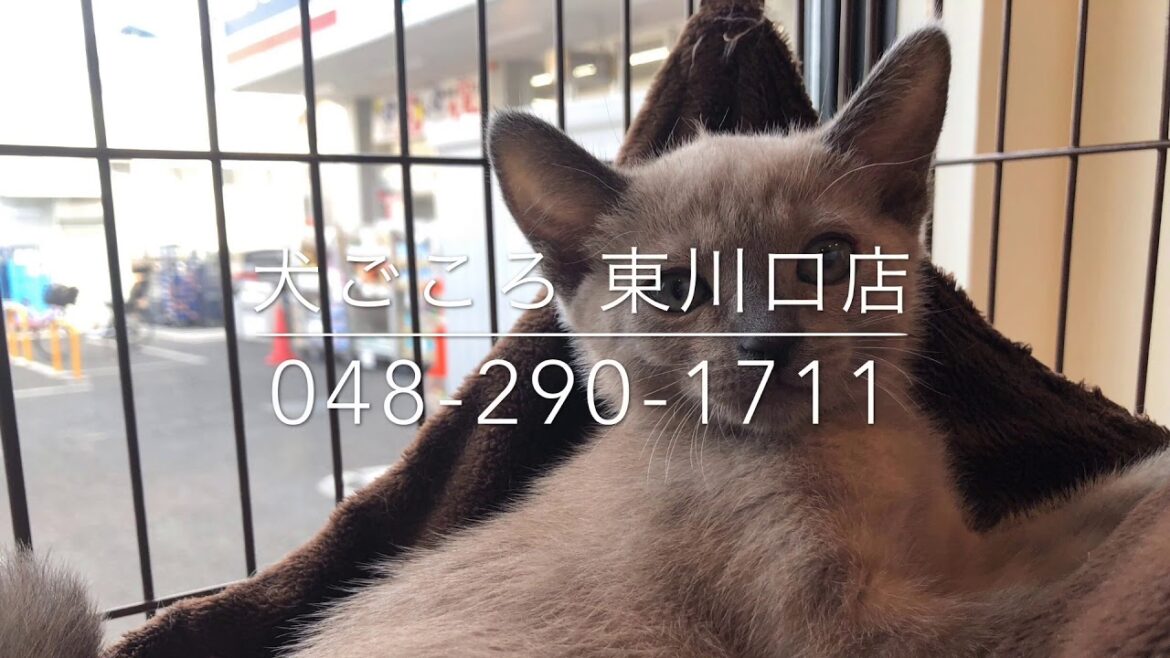 【川口市】おもちゃに夢中なトンキニーズ