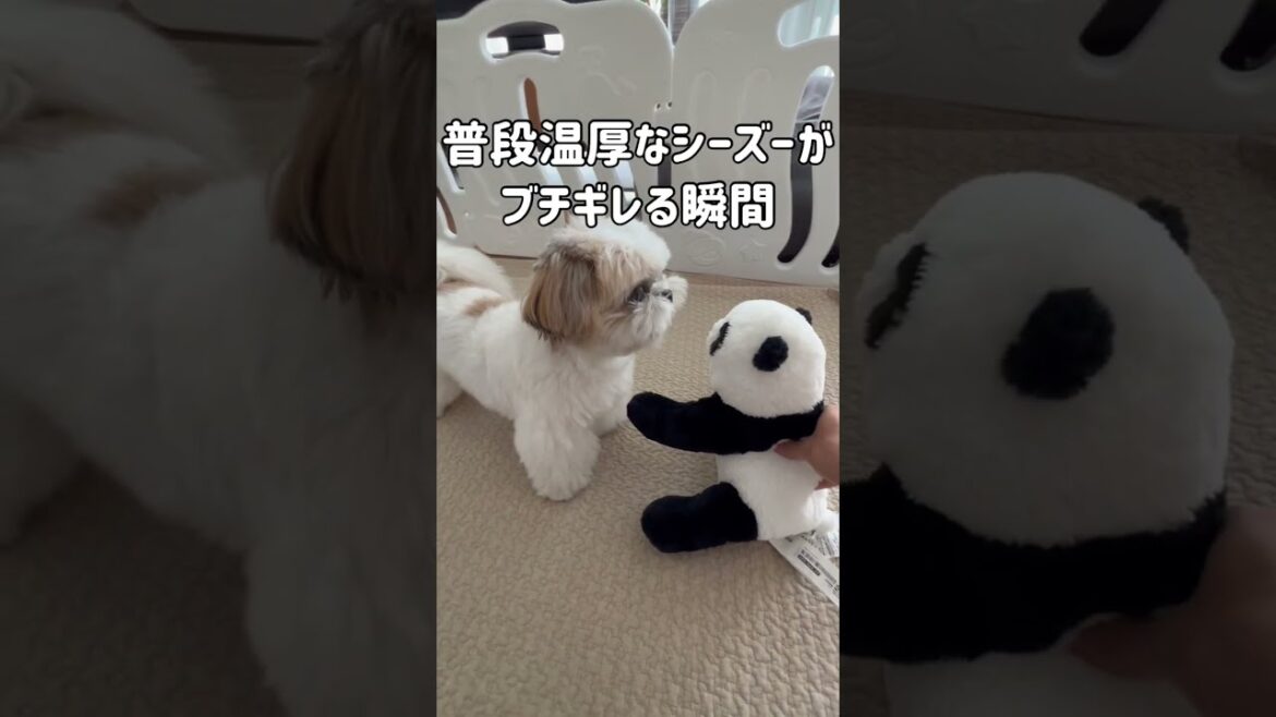 【衝撃】温厚なシーズー犬がブチギレる瞬間 #shorts / Shih Tzu got angry at the stuffed animal.