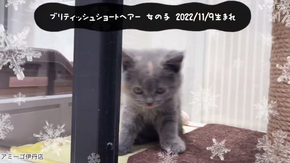 小丸！ブリティッシュショートヘアーちゃん＠アミーゴ伊丹店